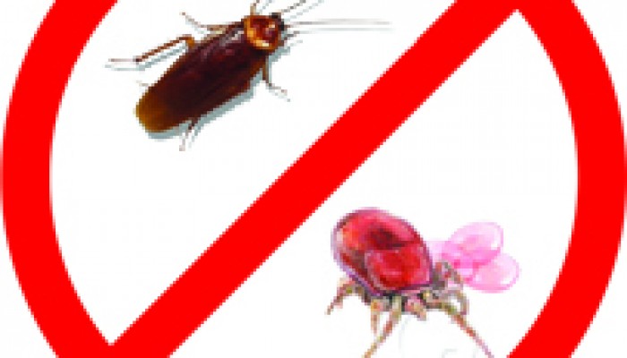 Diệt mạt và côn trùng gây hại nhà yến bằng chế phẩm Permecide 50EC